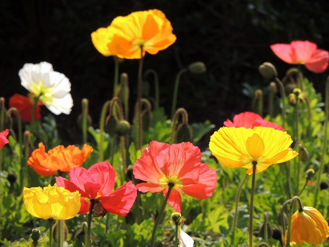 お庭をカラフルにdiy ガーデニングで人気の花のご紹介 太陽と風とブロックのお庭つくり