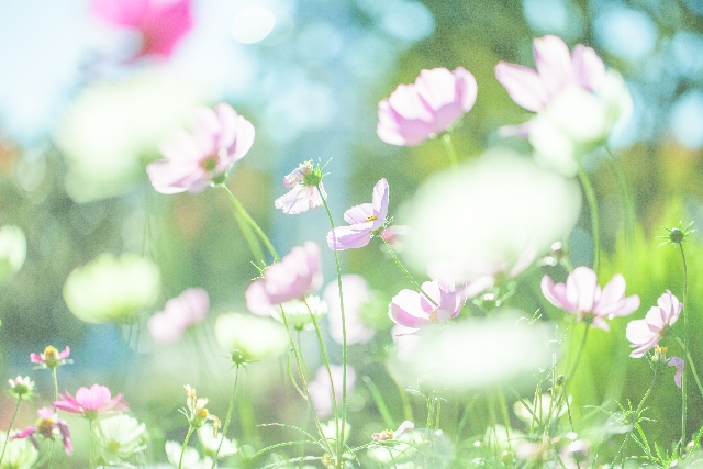 ガーデニングで人気の花コスモス