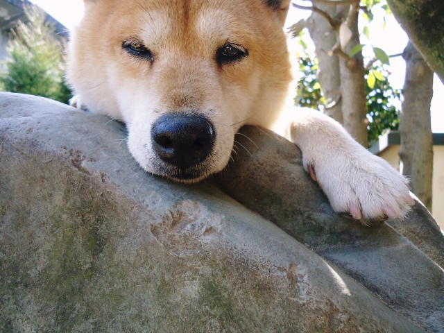 愛犬庭づくり