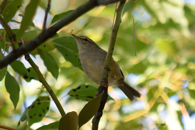 環境を整えて待つ 野鳥の来る庭のつくりかた 太陽と風とブロックのお庭つくり 環境を整えて待つ 野鳥の来る庭のつくりかた 太陽と風とブロックのお庭つくり