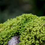 ブロック塀に苔でアートを！モスグラフィティをDIYしよう