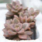 ウォールプランター