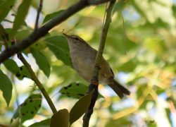 野鳥のくる庭