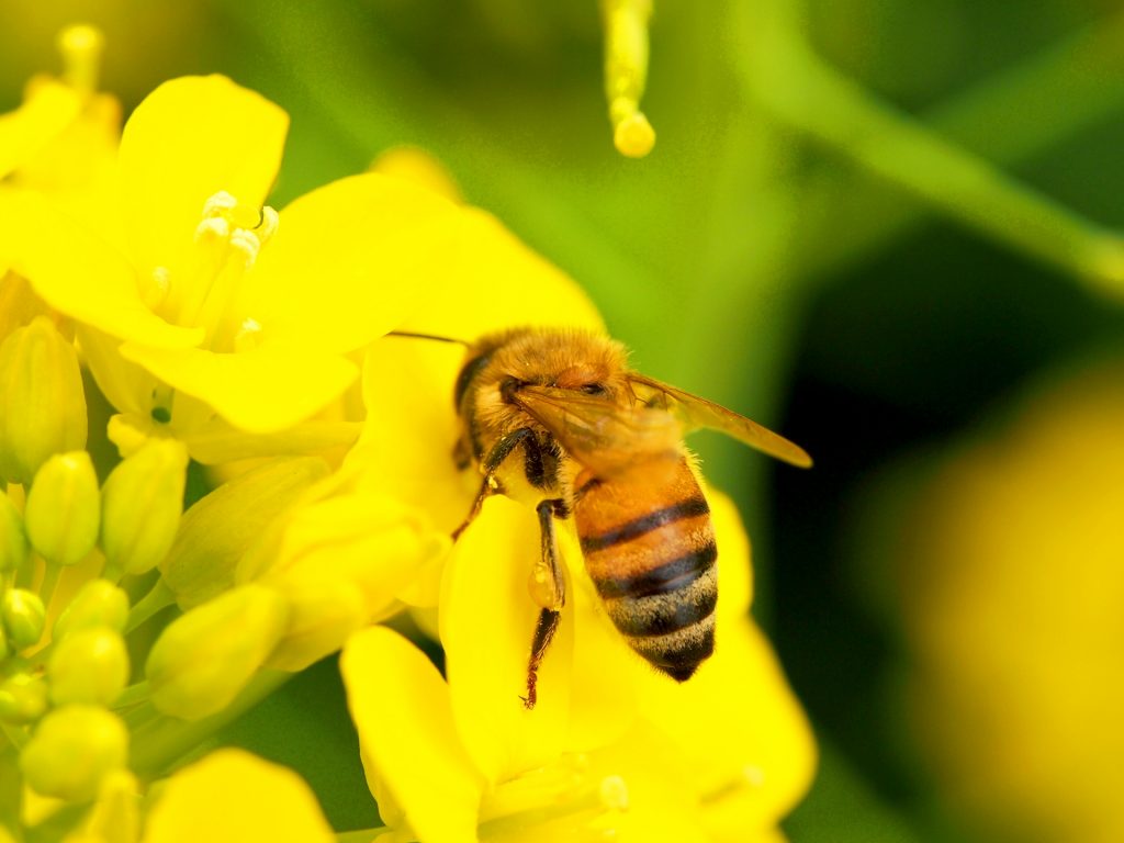 庭で蜂を見かけたら 近くに巣があるかも 蜂の種類の見分け方と駆除方法 太陽と風とブロックのお庭つくり