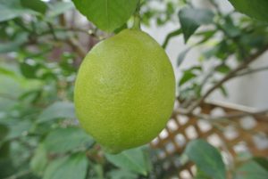 果物の木 レモン