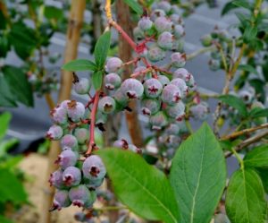 果物の木 ブルーベリー
