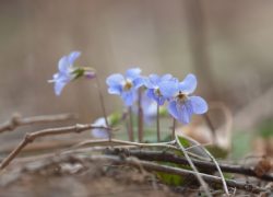 日陰でも育つ植物・お野菜をご紹介