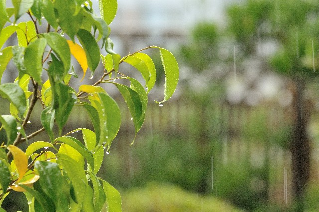 じめじめの原因はお庭から お庭でできる湿気対策 太陽と風とブロックのお庭つくり