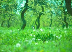 これが生えてたらラッキー？！残しておきたい雑草とは